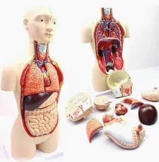 anatomy manikin