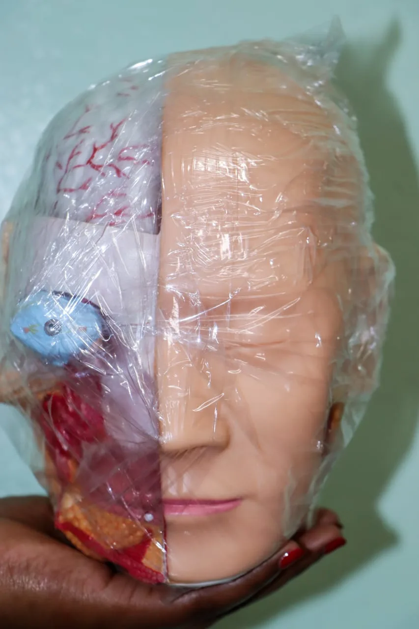 brain model