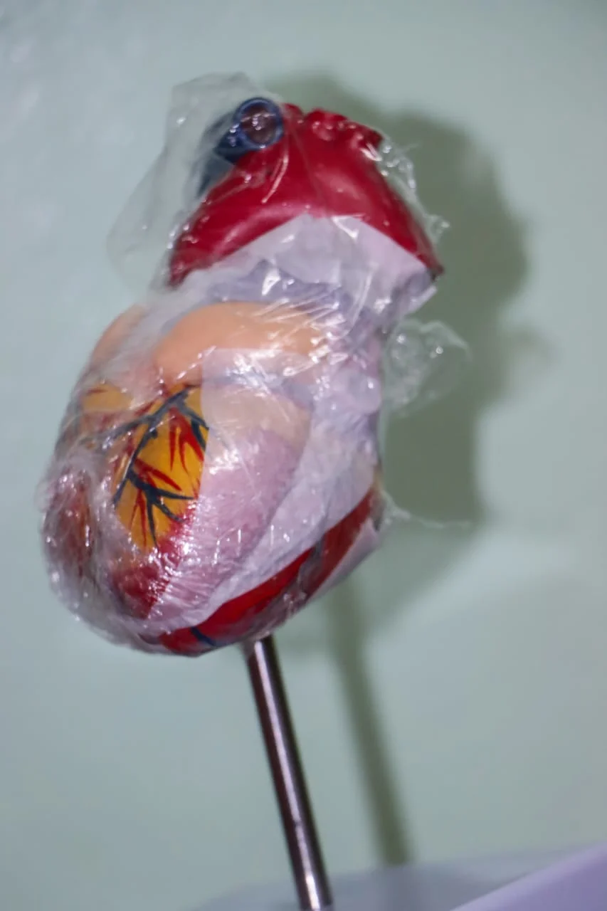 heart model