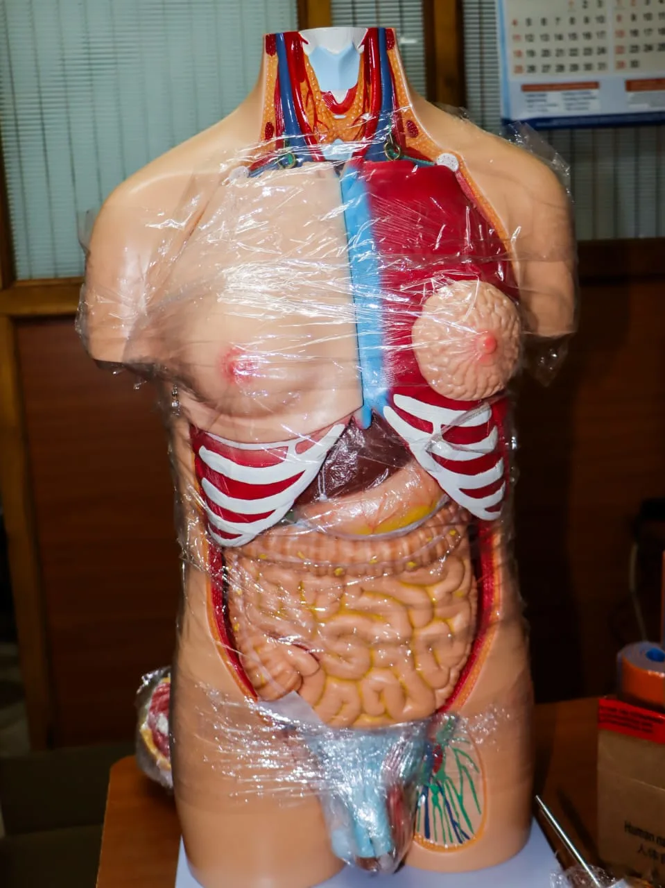male torso model